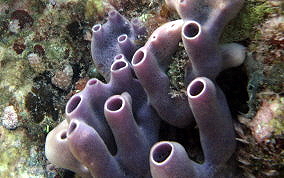 Tube Sponge