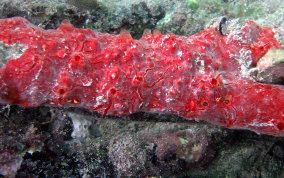 Red Blister Sponge - Monanchora arbuscula / unguifera