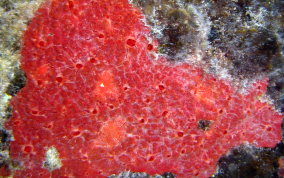 Red Blister Sponge - Monanchora arbuscula / unguifera