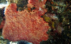 Red Blister Sponge - Monanchora arbuscula / unguifera