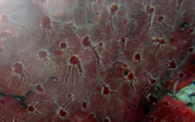 Red Blister Sponge - Monanchora arbuscula / unguifera