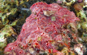 Red Blister Sponge - Monanchora arbuscula / unguifera