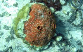 Red Boring Sponge - Cliona delitrix