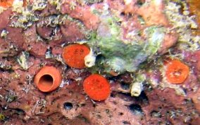 Red Boring Sponge - Cliona delitrix