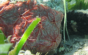 Red Encrusting Sponge