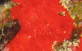 Red Orange Encrusting Sponge - Diplastrella megastellata