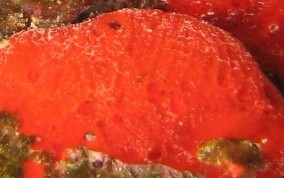 Red Orange Encrusting Sponge - Diplastrella megastellata