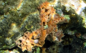 Rippled Branching Vase Sponge - Callyspongia aculeata