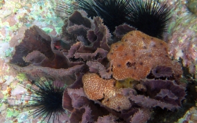 Rippled Branching Vase Sponge - Callyspongia aculeata