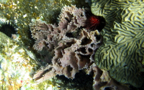 Rippled Vase Sponge