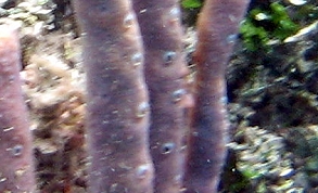 Row Pore Sponge - Aplysina cauliformis