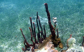 Scattered Pore Sponges - Amphimedon compressa