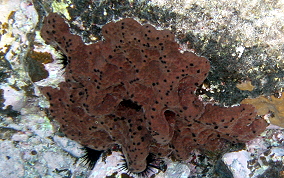 Scattered Pore Sponges