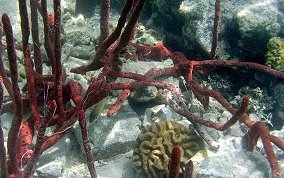 Scattered Pore Sponges - Amphimedon compressa