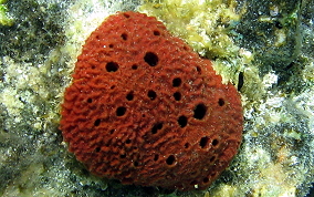 Scattered Pore Sponges - Amphimedon compressa