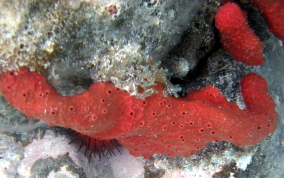 Scattered Pore Sponges - Amphimedon compressa