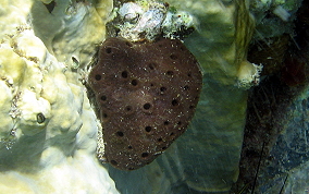 Scattered Pore Sponges - Amphimedon compressa