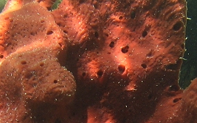 Scattered Pore Sponges - Amphimedon compressa