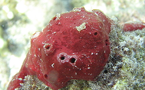 Scattered Pore Sponges - Amphimedon compressa