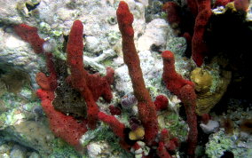 Scattered Pore Sponges - Amphimedon compressa