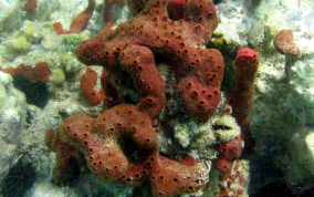 Scattered Pore Sponges - Amphimedon compressa