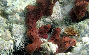 Scattered Pore Sponges - Amphimedon compressa