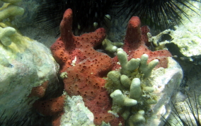 Scattered Pore Sponges - Amphimedon compressa