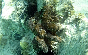 Scattered Pore Sponges - Amphimedon compressa