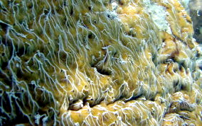 Coral Encrusting Sponge - Chondrilla caribensis f. hermatypica / Chondrilla nucula