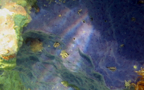 Star Encrusting Sponge