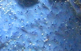 Star Encrusting Sponge