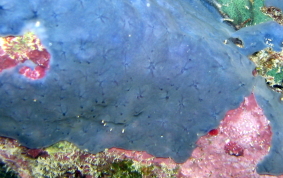 Star Encrusting Sponge