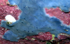 Star Encrusting Sponge