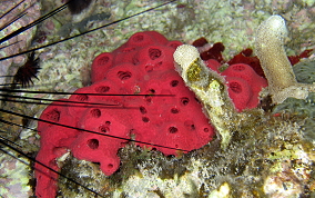 Shallow Water Strawberry Sponge -  Igernella notabilis 