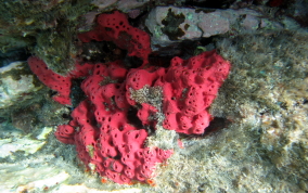 Shallow Water Strawberry Sponge -  Igernella notabilis 