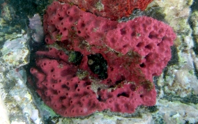 Shallow Water Strawberry Sponge -  Igernella notabilis 