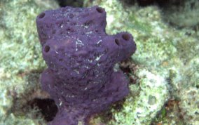 Lobed Tube Sponge - Aiolochroia crassa