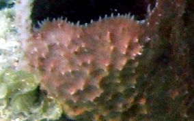 Rippled Branching Vase Sponge - Callyspongia aculeata