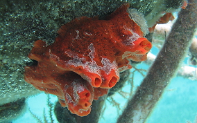 Volcano / Fire Sponge - Tedania klausi/ Tedania ignis 