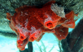 Volcano / Fire Sponge - Tedania klausi/ Tedania ignis 