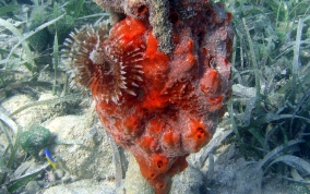 Volcano / Fire Sponge - Tedania klausi/ Tedania ignis 