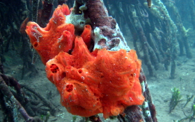 Volcano / Fire Sponge - Tedania klausi/ Tedania ignis 