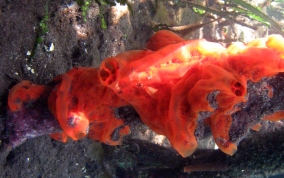 Volcano / Fire Sponge - Tedania klausi/ Tedania ignis 