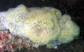 Clathria (Thalysias) venosa(?)