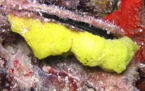 Yellow Lace Sponge - Clathrina sp.