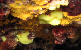 Yellow Lace Sponge - Clathrina sp.