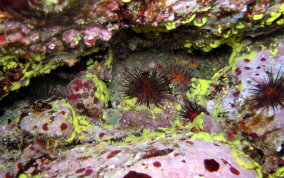 Yellow Lace Sponge - Clathrina sp.