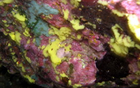 Yellow Lace Sponge - Clathrina sp.