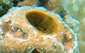 Yellow Tube Sponge  - Aplysina fistularis