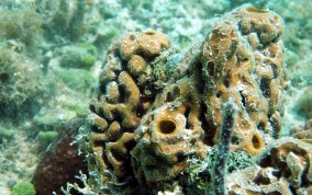 Yellow Tube Sponge  - Aplysina fistularis